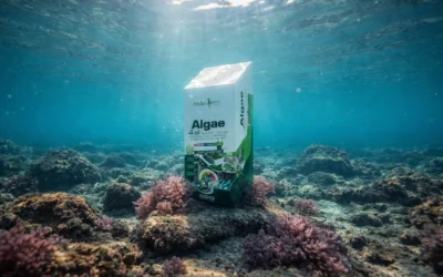 NICS Alga (Algae 4 All) – Miért különleges a kőalga?